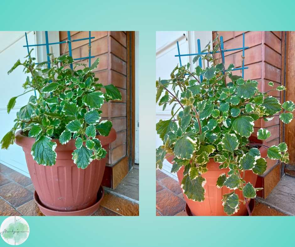 Potatura Plectranthus