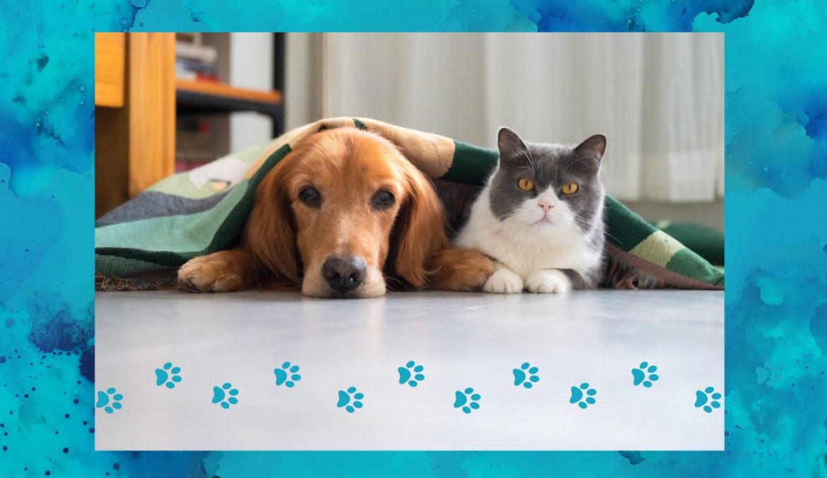 Galateo degli animali domestici 7 regole fondamentali
