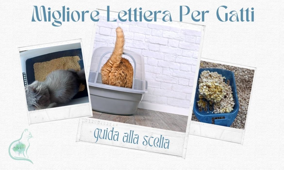 Migliore lettiera per gatti, tipi di sabbia e cosa usare in base all'ambiente