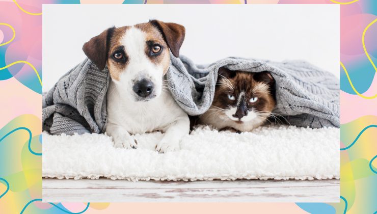 Mai imporre la presenza dei vostri animali