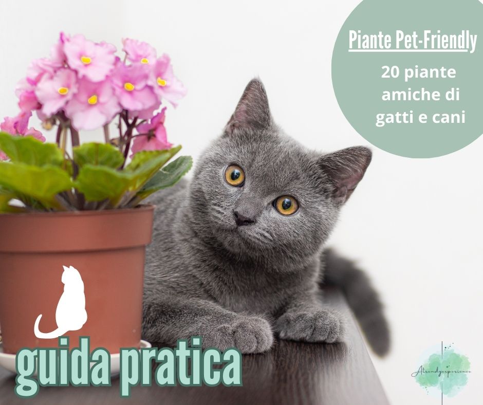 20 piante innocue per gatti e cani d'appartamento