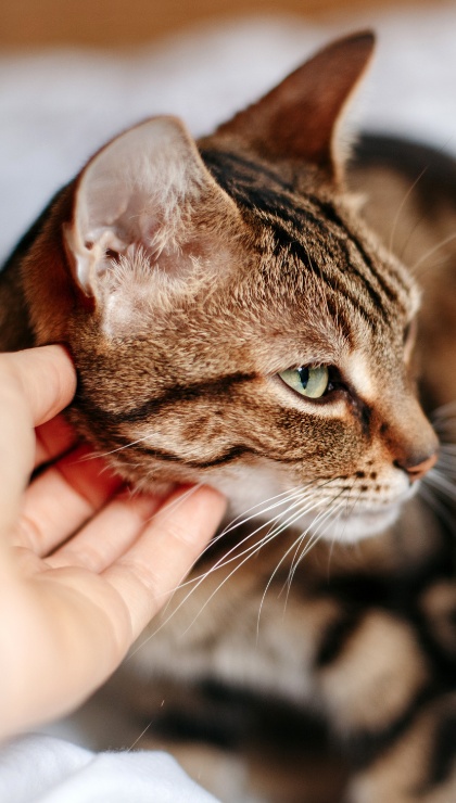 Medita accarezzando il gatto