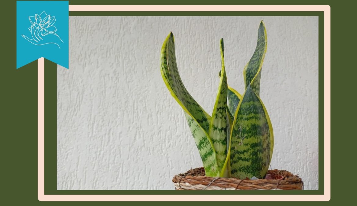 Coltivare la Sanseveria Trifasciata in vaso per il benessere della casa