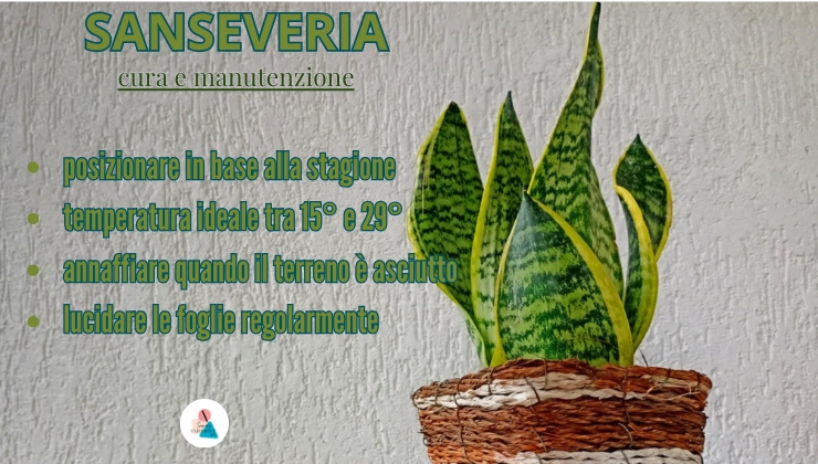 Coltivare la Sanseveria Trifasciata