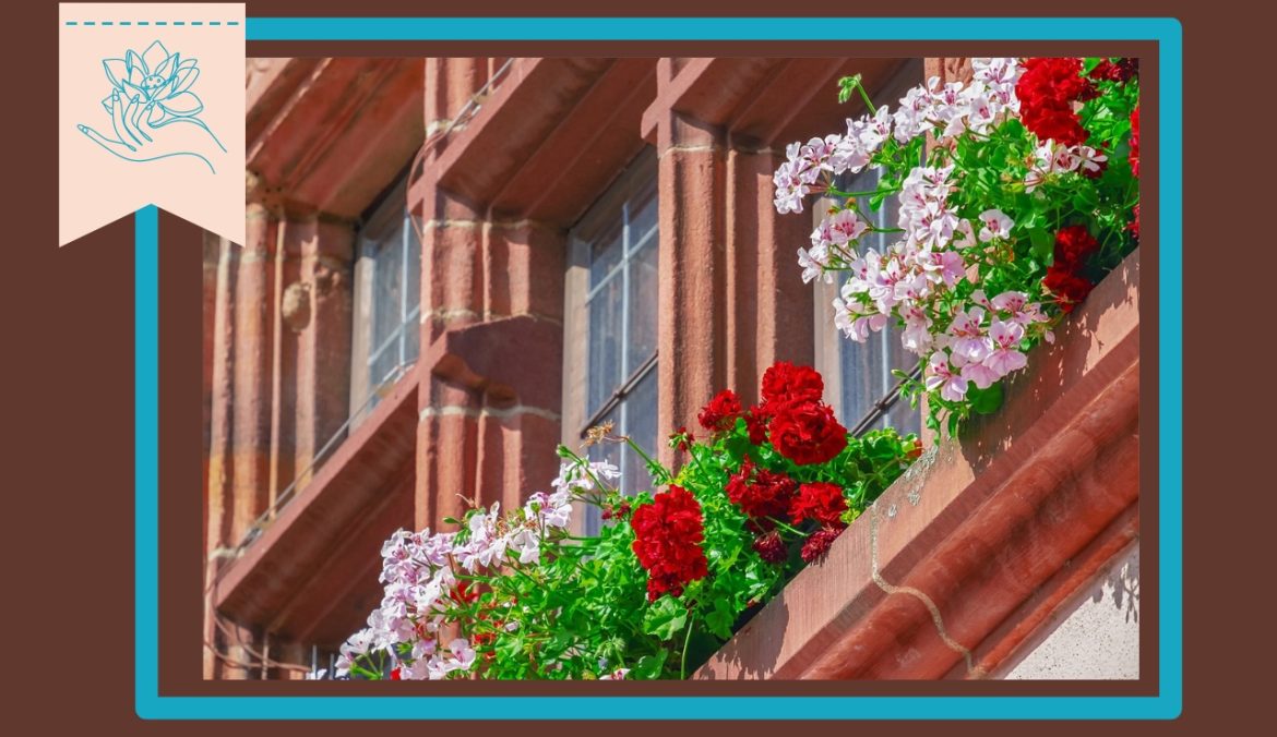 Fiori belli e resistenti da coltivare in balcone o in giardino