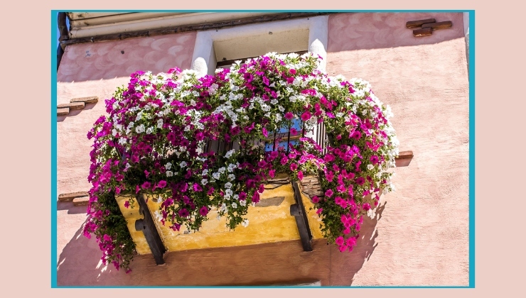 Fiori belli e resistenti per terrazzi e giardino