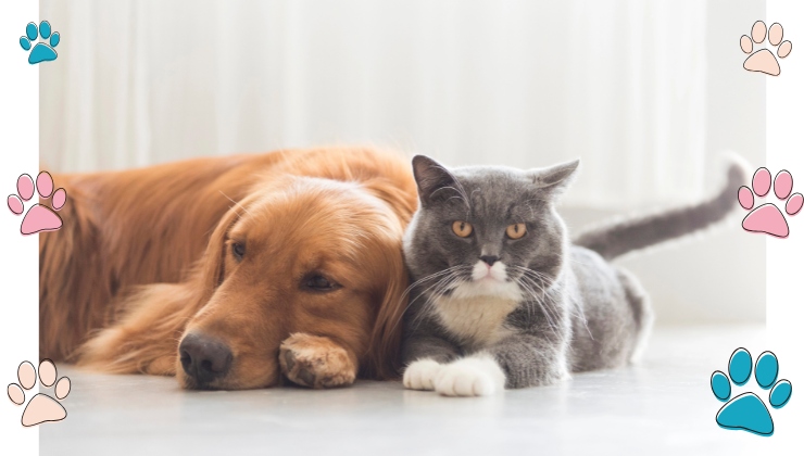 Cane o gatto Affetto e compagnia