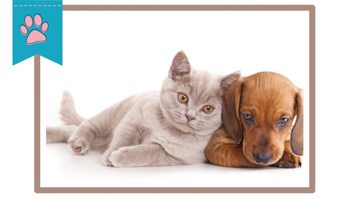 Meglio cane o gatto in appartamento Come fare la scelta giusta guida smart