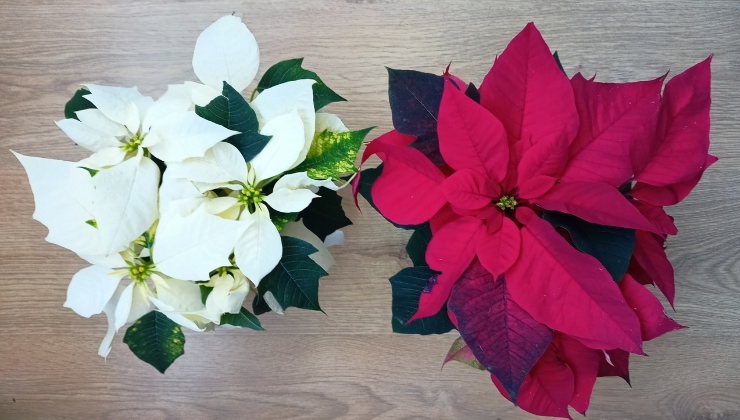 Stella di Natale errori da non fare