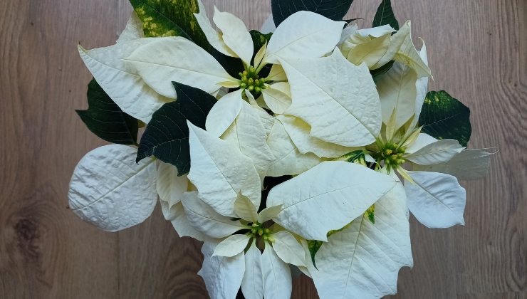 Stella di Natale rossa, bianca, rosa o maculata ci sono differenze