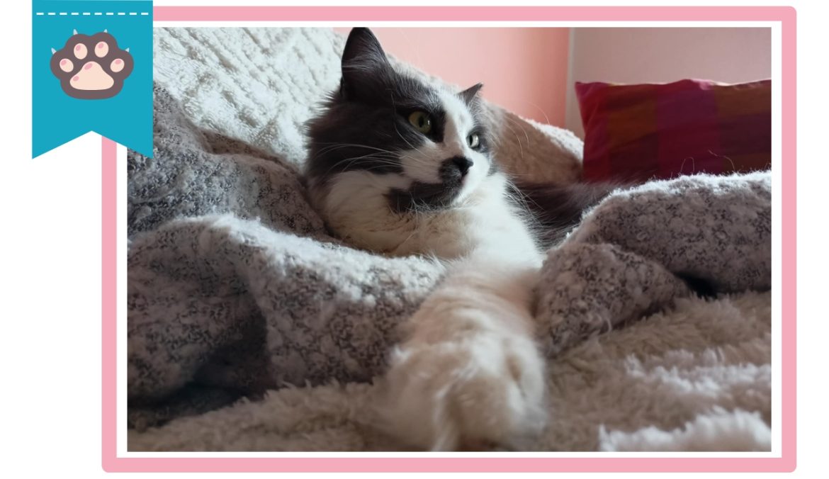 Come scegliere la copertina per gatto, guida pratica alla scelta migliore