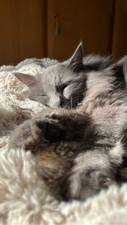 Come scegliere la copertina per gatto