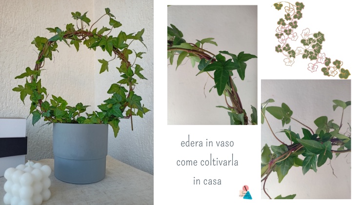 Coltivare edera in vaso in casa consigli pratici