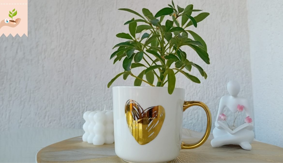 Coltivare la Schefflera Arboricola cura e manutenzione della pianta ombrello