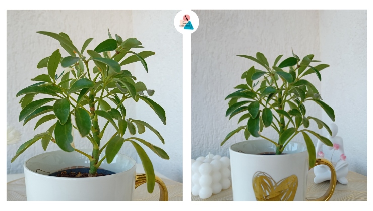 Coltivare la Schefflera Arboricola cura