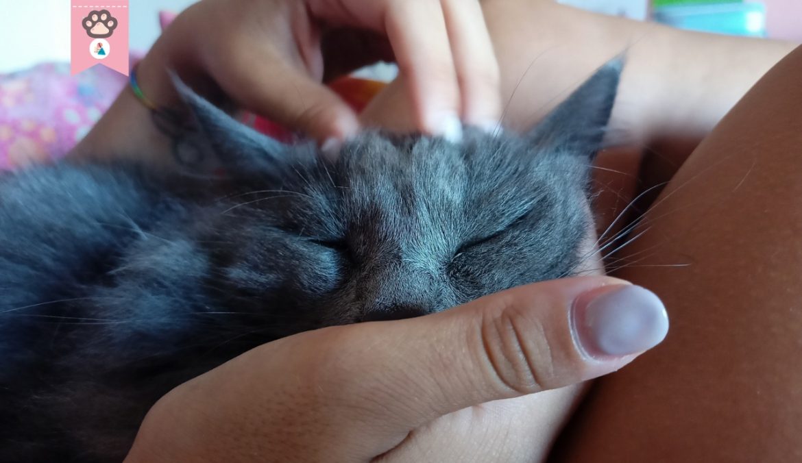 Come coccolare il gatto tutti i consigli per farlo in modo corretto