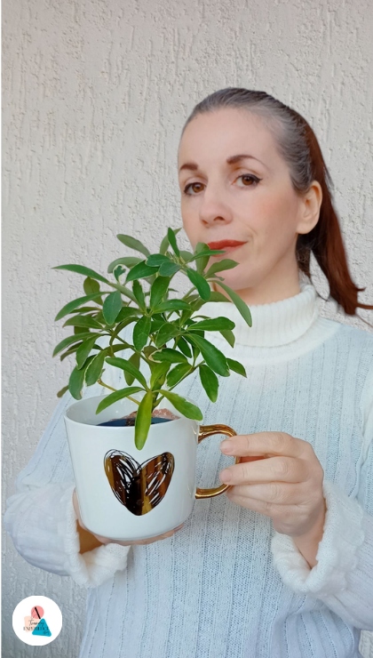 Schefflera Arboricola la mia pianta in tazza