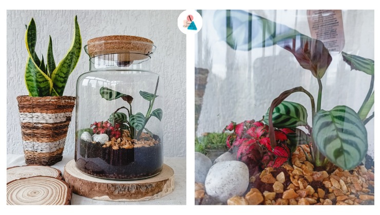 Come scegliere il terrario per piante