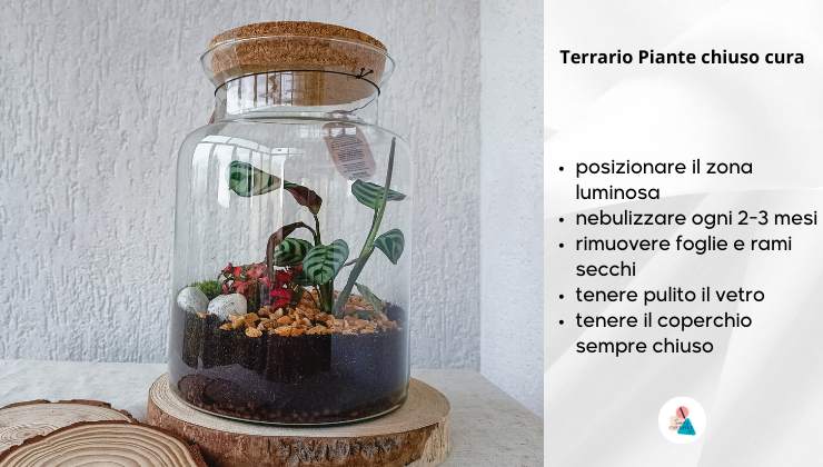 Terrario chiuso per piante cura e manutenzione in pratica