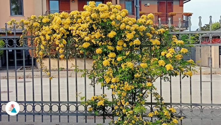 Quali sono i fiori per giardino belli che amano il sole