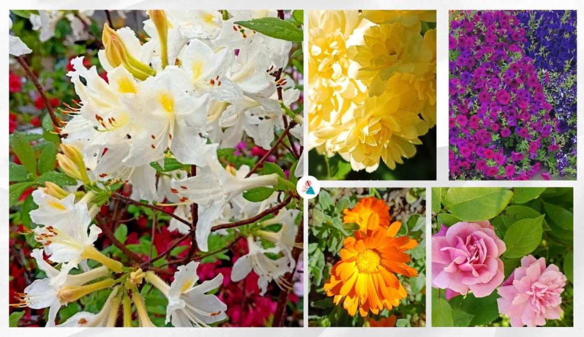 Quali sono i fiori per giardino belli, colorati e resistenti