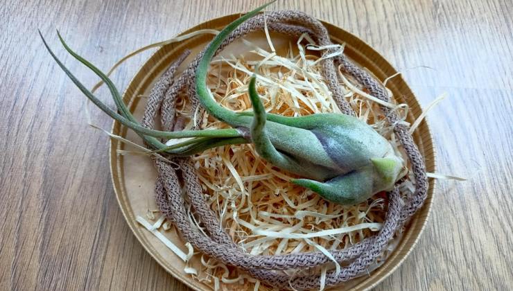 Tillandsia la pianta aerea che sembra un alieno