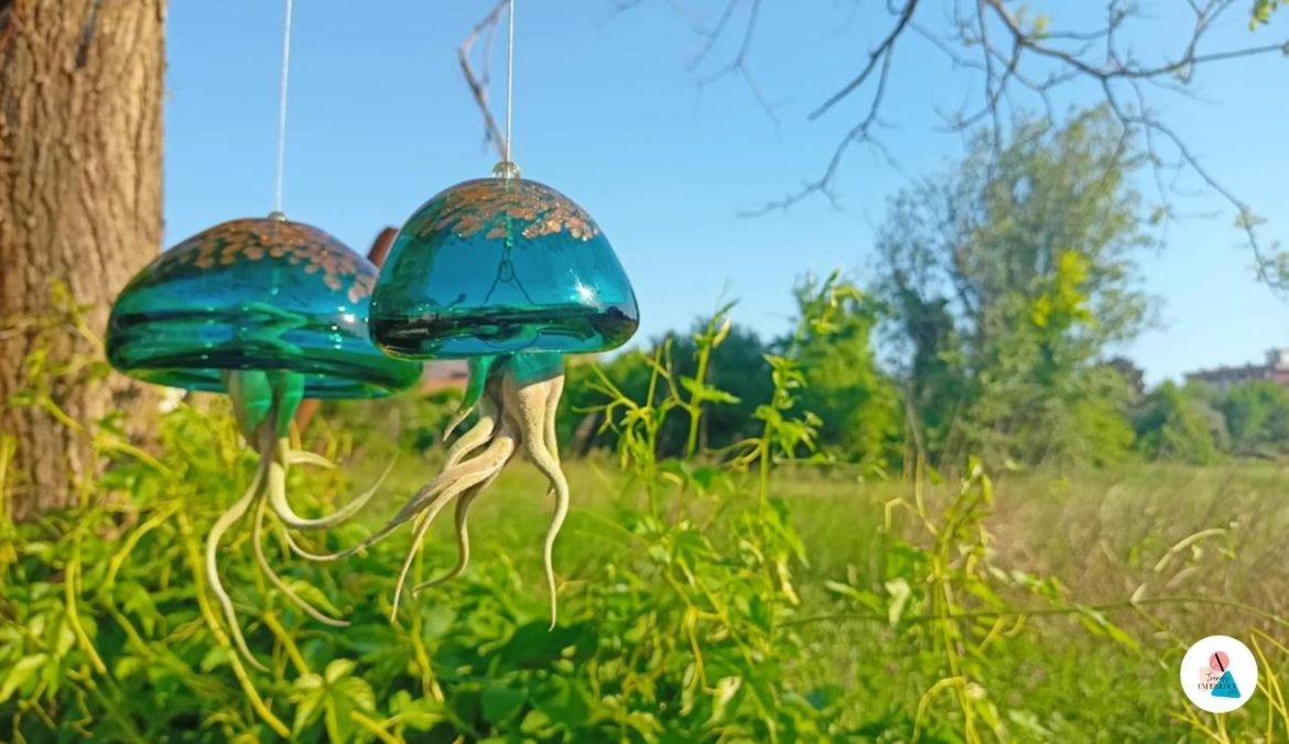 Tillandsia pianta aerea cura, manutenzione e sostegno adatto