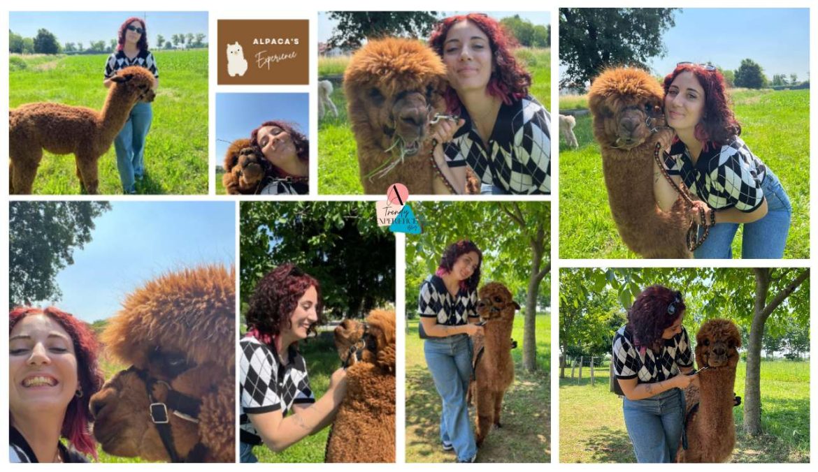 Alpaca trekking dove e quando fare la camminata con gli alpaca e come vestirsi