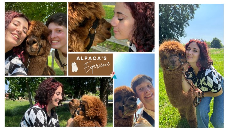 Alpaca trekking la nostra esperienza
