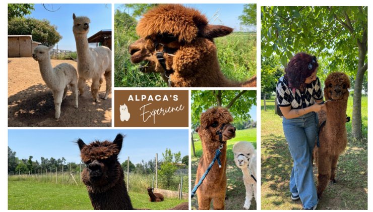 Alpaca trekking tra mindfulness e riconnessione con la natura
