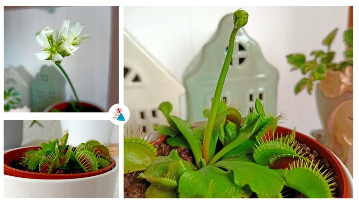 Dionaea muscipula cura e manutenzione della Venere Acchiappamosche