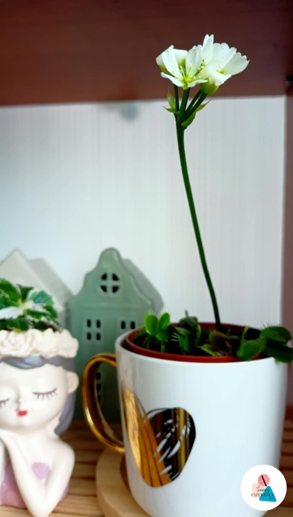 Il fiore della Dionaea muscipula