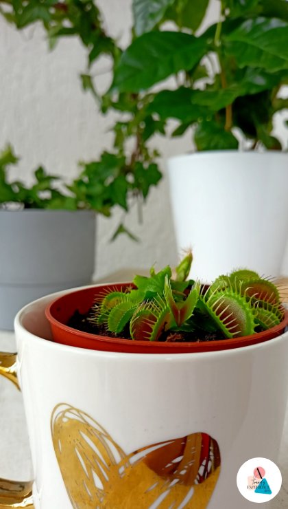 Le foglie della Dionaea muscipula