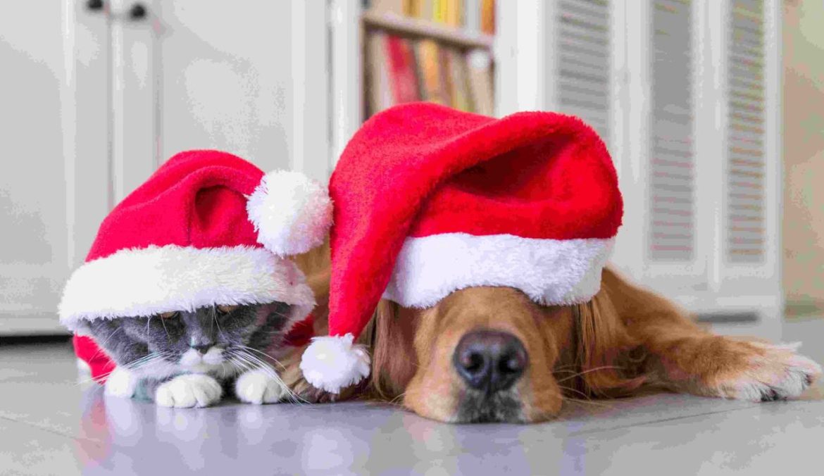 Animali domestici a San Silvestro come proteggerli tra cenone, ospiti e botti (1)