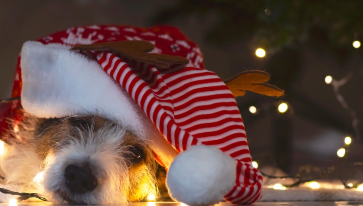 Animali domestici a San Silvestro dopo la mezzanotte tornare gradualmente alla calma