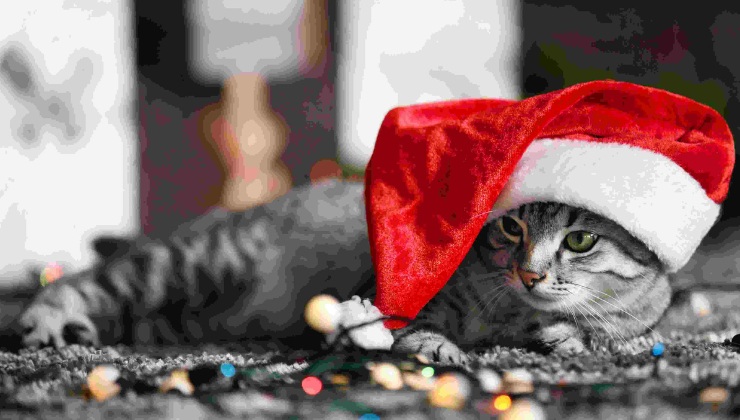 Animali domestici a San Silvestro creare uno spazio sicuro durante il cenone (1)