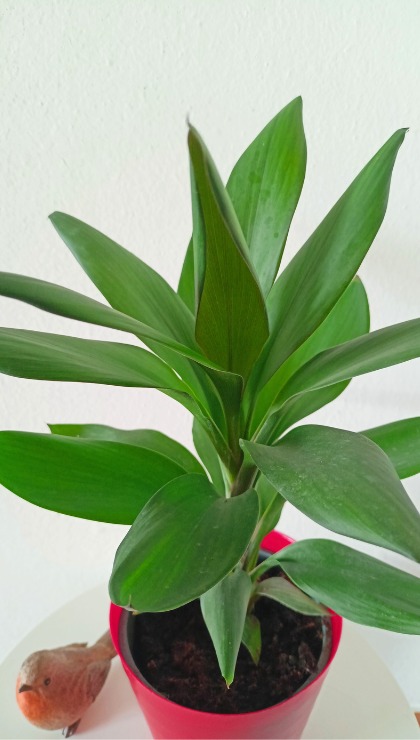 Come prendersi cura del Syngonium luce, acqua e ambiente ideale