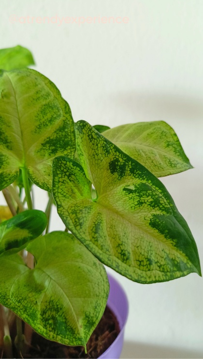 Manutenzione della Cordyline umidità, foglie e benessere della pianta