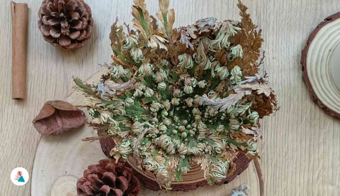 Selaginella lepidophylla o Rosa di Gerico fiorita la pianta che rinasce (davvero)