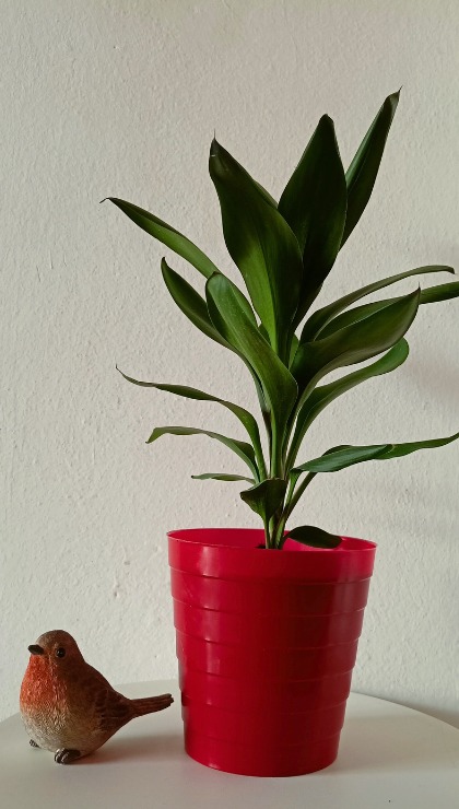 Significato del Syngonium simbolo di cambiamento e crescita personale