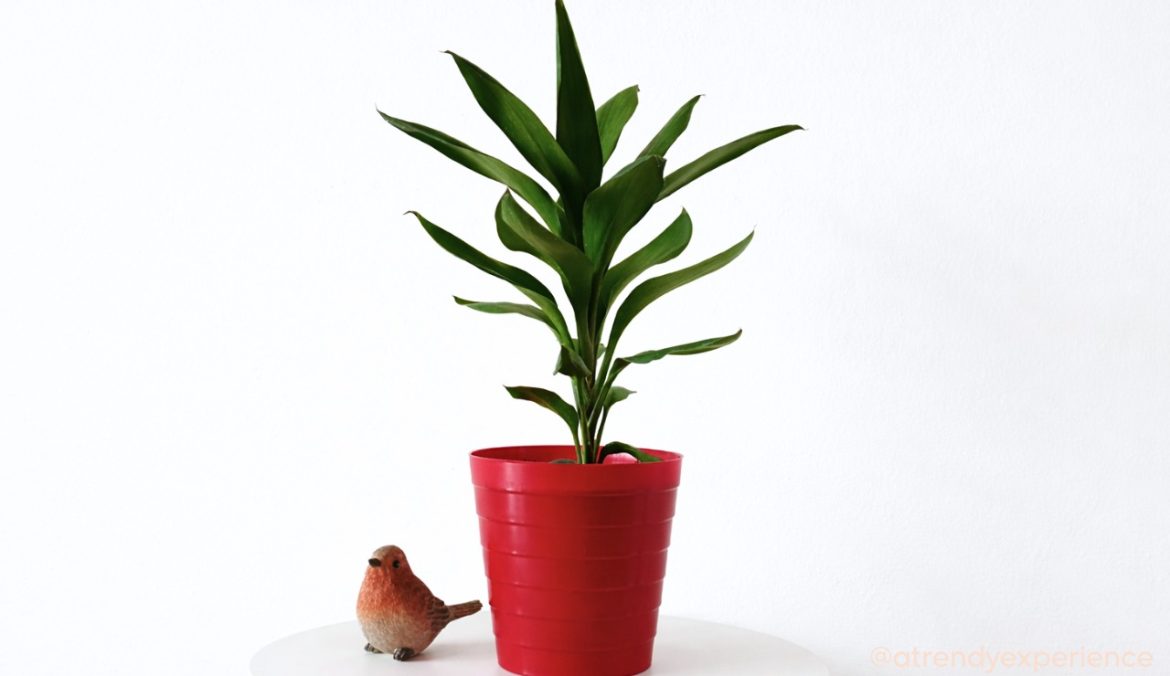 Syngonium pianta da interno significato, cura e caratteristiche di una pianta elegante e versatile