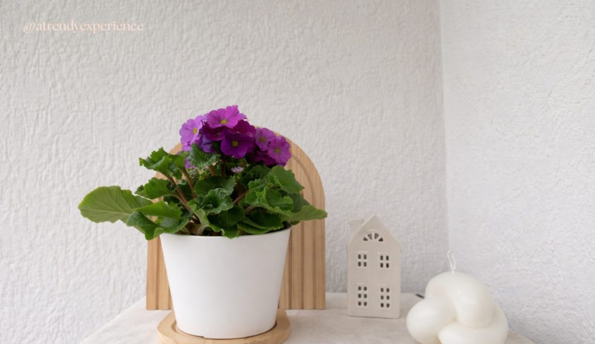 Cura della Primula Obconica il segreto per farla fiorire a lungo in casa (cura completa, significat
