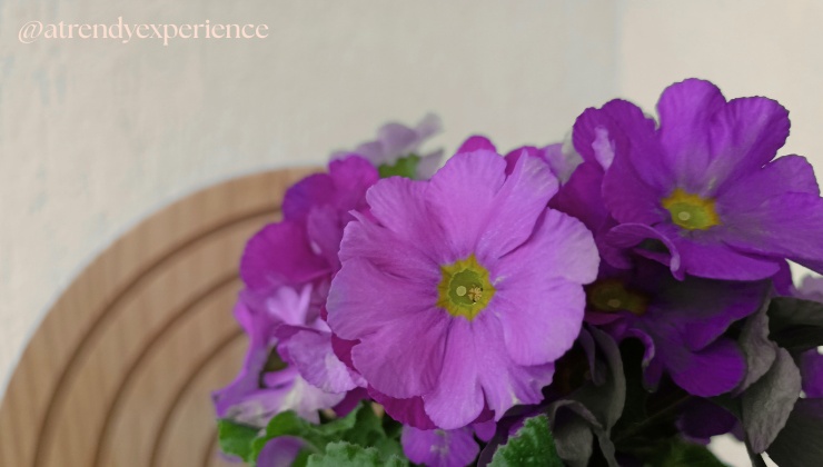 Dove tenere la Primula Obconica in casa