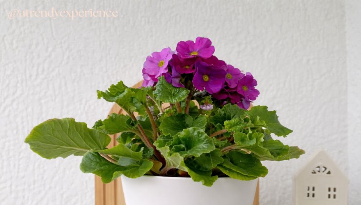 Origini della Primula Obconica