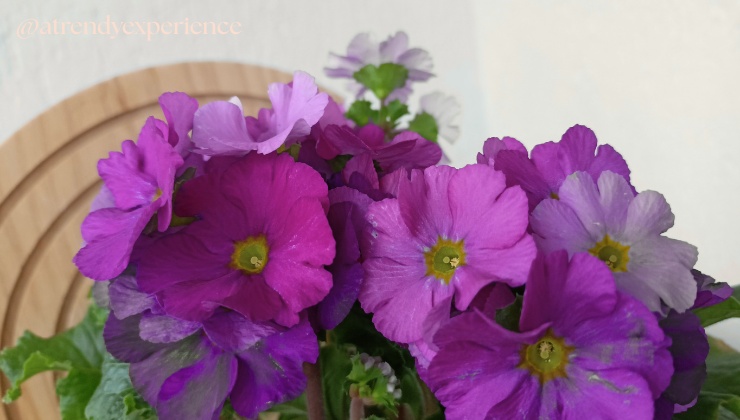 Perché si chiama Primula Obconica