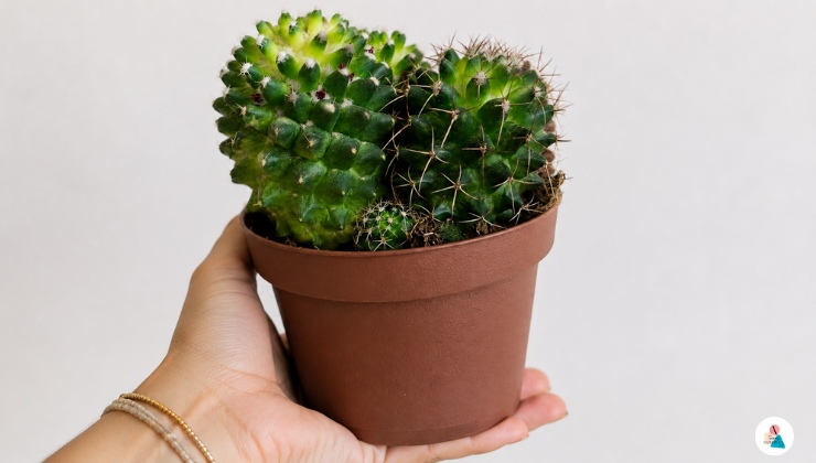 Come curare il Gymnocalycium mihanovichii