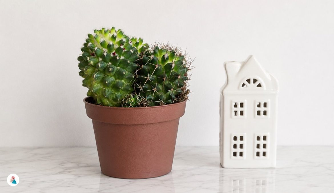 Gymnocalycium mihanovichii cura, acqua, rinvaso e crescita