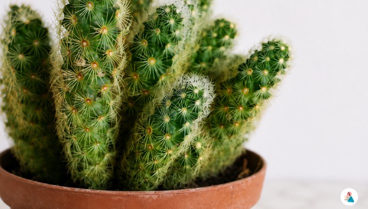 Mammillaria elongata che pianta è e da dove proviene